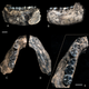 Illustration for article titled This Ancient Fossil Just Rewrote The History of Human Evolution